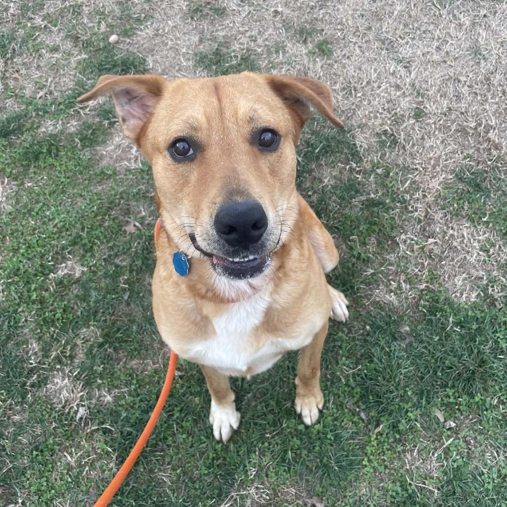 Enlarge Rosie, a Adoptable Labrador Retriever in Springfield, MO image 5/6