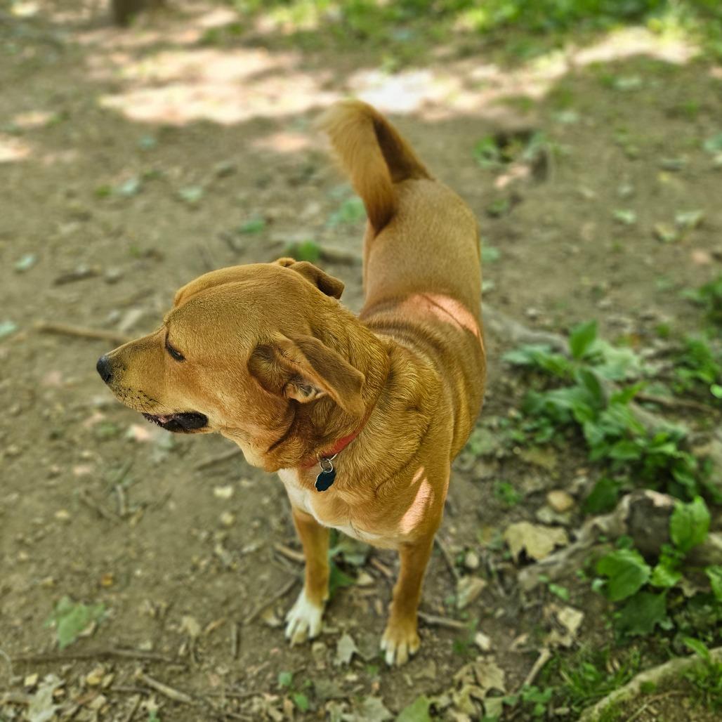 Rosie, a Adoptable mixed breed in Springfield, MO image 6/6