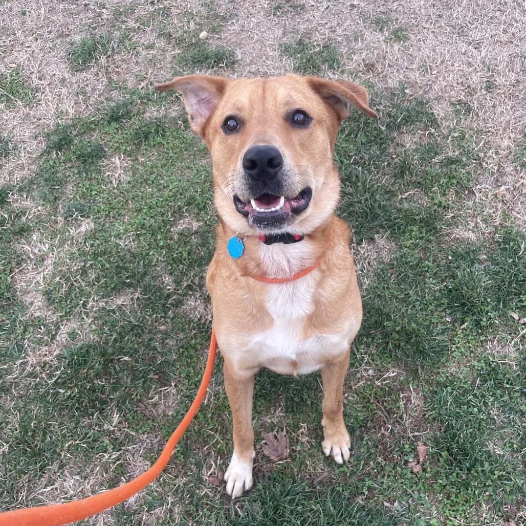 Enlarge Rosie, a Adoptable Labrador Retriever in Springfield, MO image 6/6
