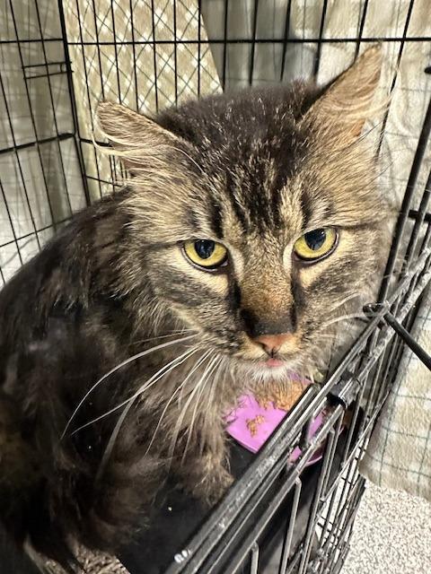 Enlarge Oscar, a ADOPTABLE Domestic Short Hair in Webster City, IA image 1/1
