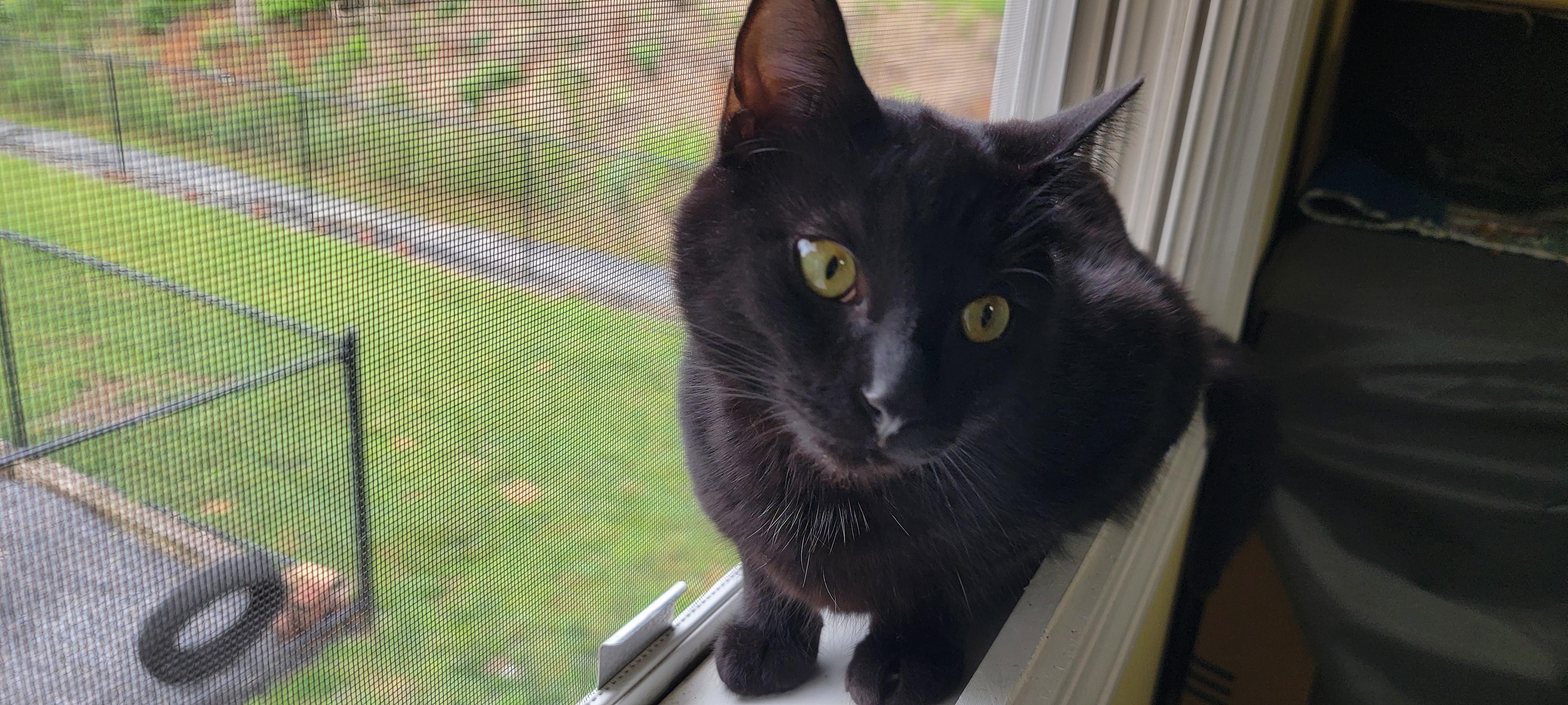 Enlarge VELVET, a Adoptable Domestic Short Hair in Kingsport, TN image 3/6