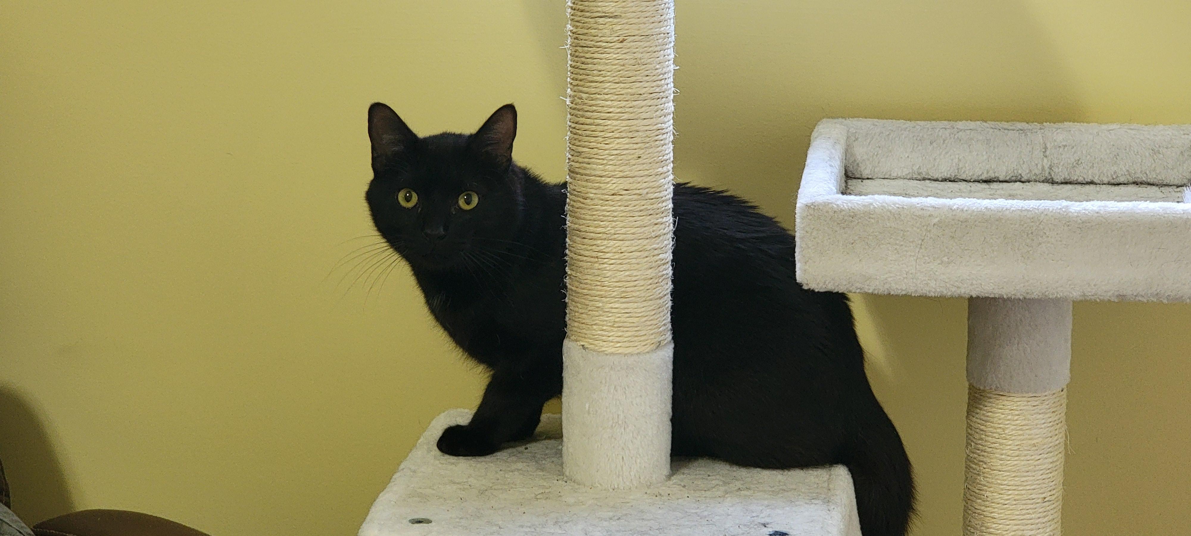 Enlarge VELVET, a Adoptable Domestic Short Hair in Kingsport, TN image 5/6