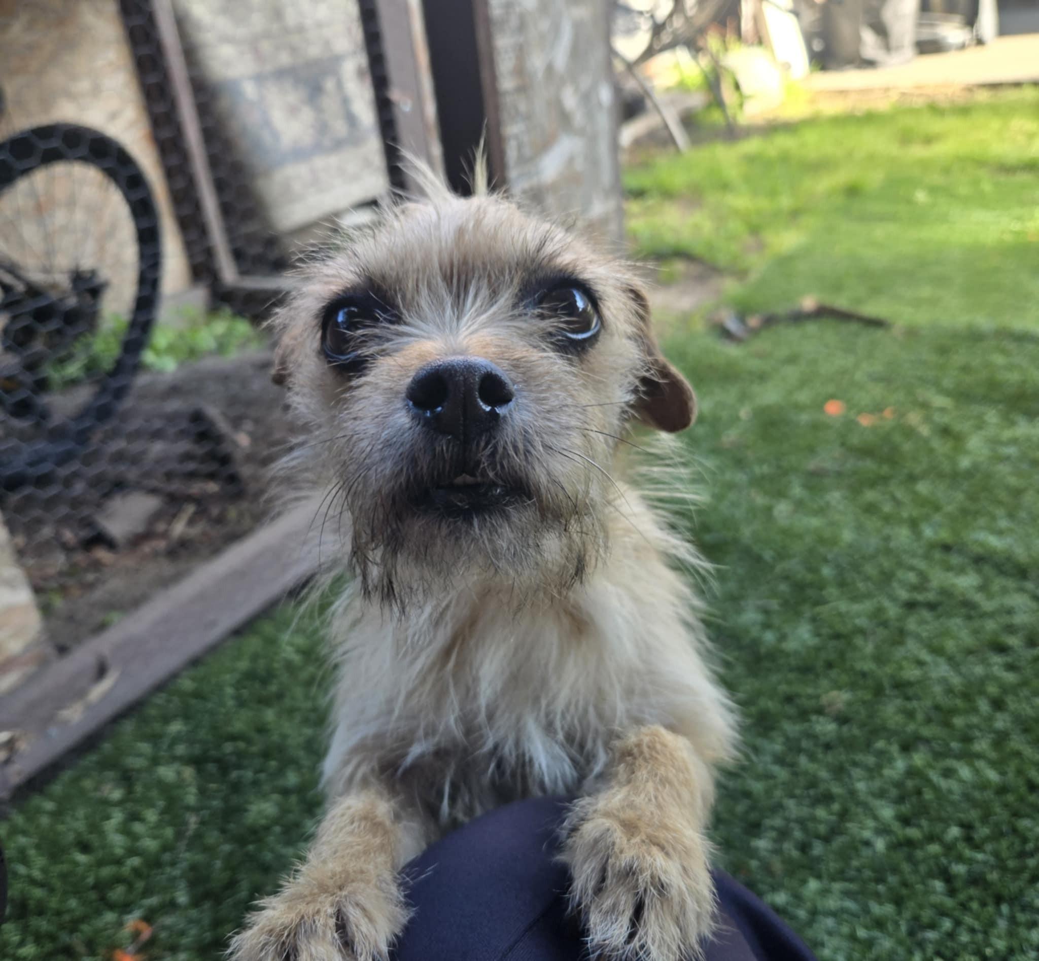 Enlarge Pippa, a Adoptable mixed breed in San Francisco, CA image 3/3