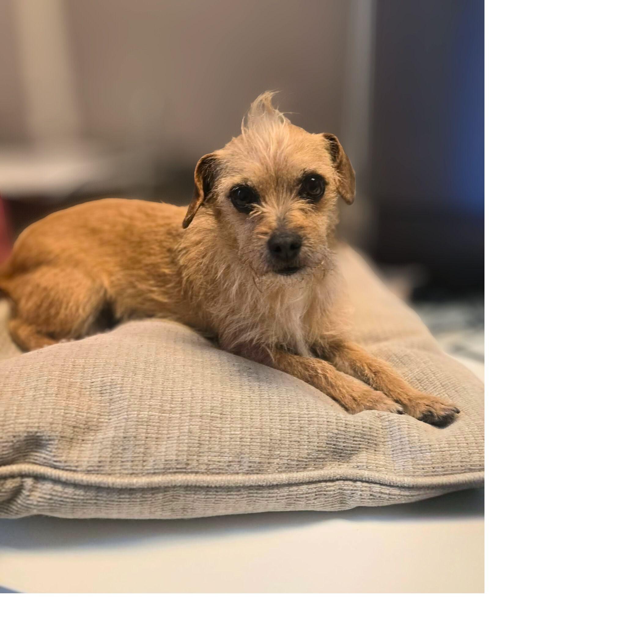 Enlarge Pippa, a Adoptable mixed breed in San Francisco, CA image 2/3