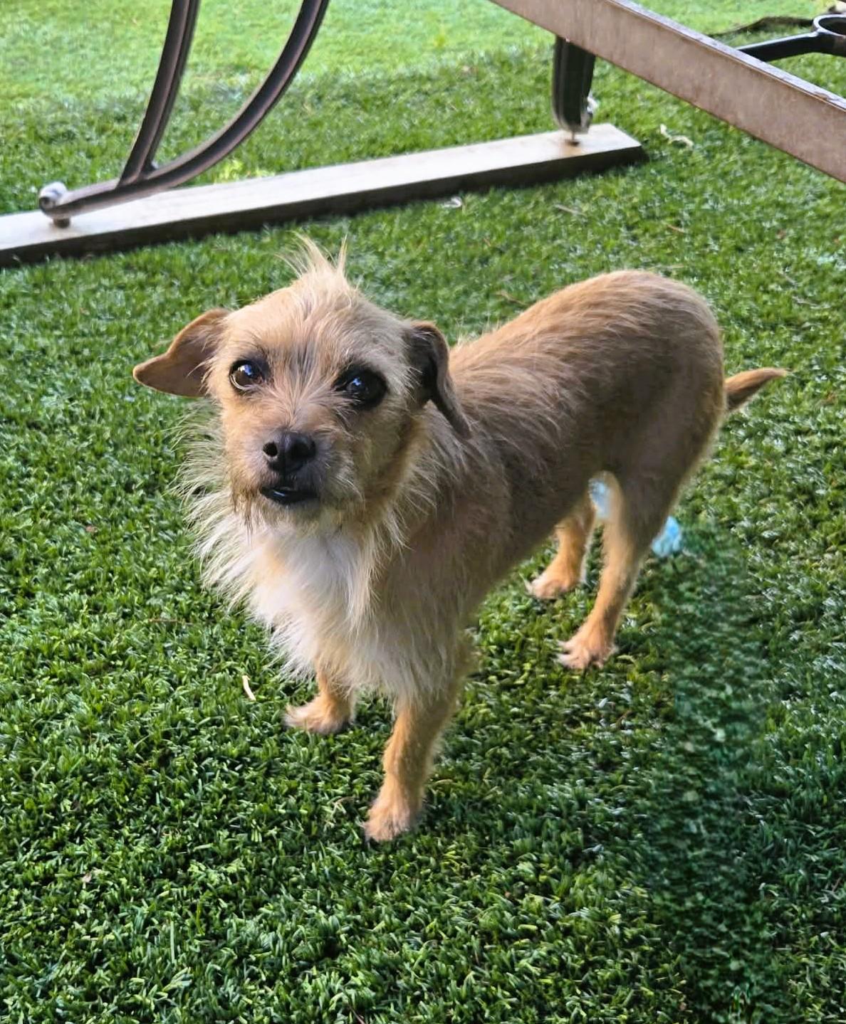 Enlarge Pippa, a Adoptable mixed breed in San Francisco, CA image 1/3