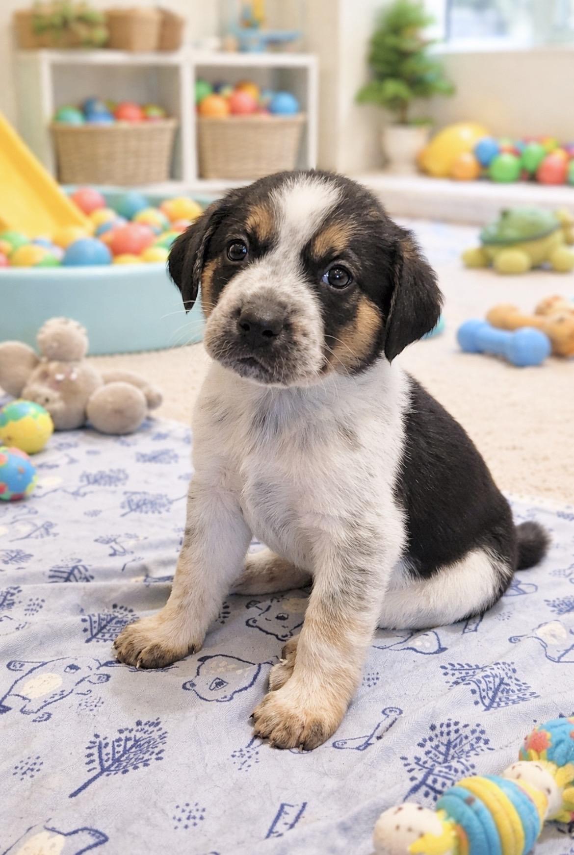Pacha, Adoptable, Puppy Male Australian Shepherd & Treeing Walker Coonhound.