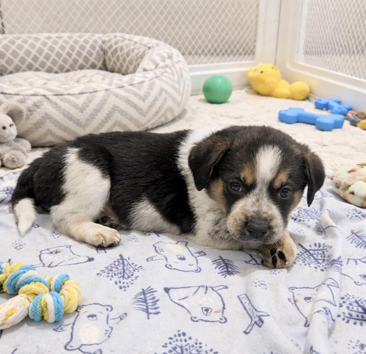 Enlarge Pacha, a Adoptable mixed breed in Laurel, MD image 2/6