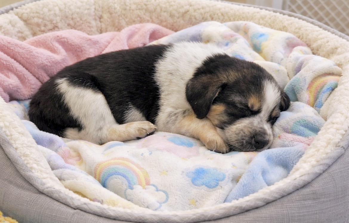 Enlarge Pacha, a Adoptable mixed breed in Laurel, MD image 4/6