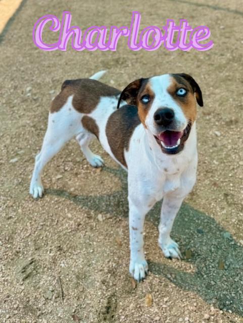 Charlotte, ADOPTABLE, Puppy Female Catahoula Leopard Dog.