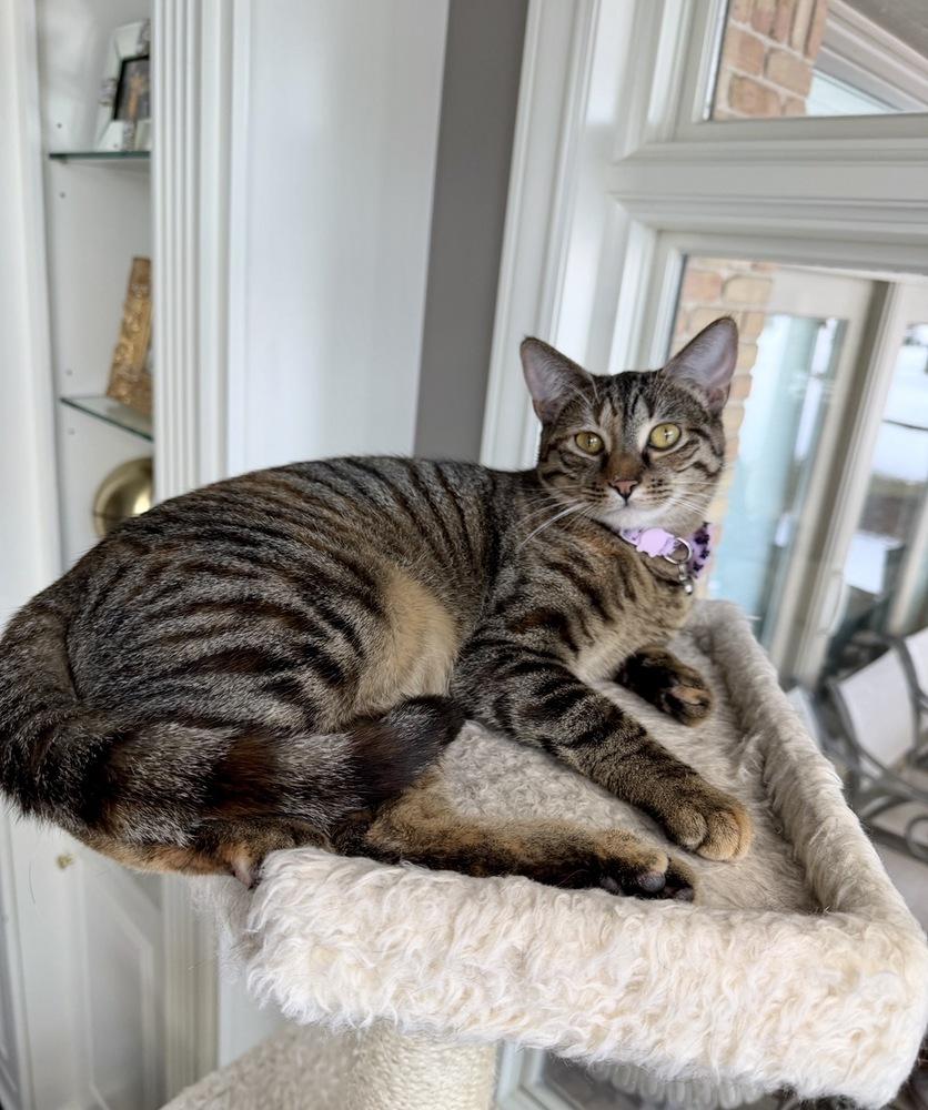 Lola, Adoptable, Kitten Female Domestic Short Hair.