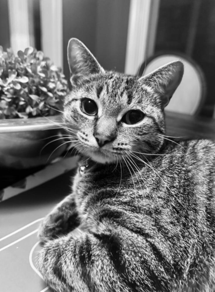 Enlarge Lola, a Adoptable mixed breed in Lincoln Park, MI image 2/3