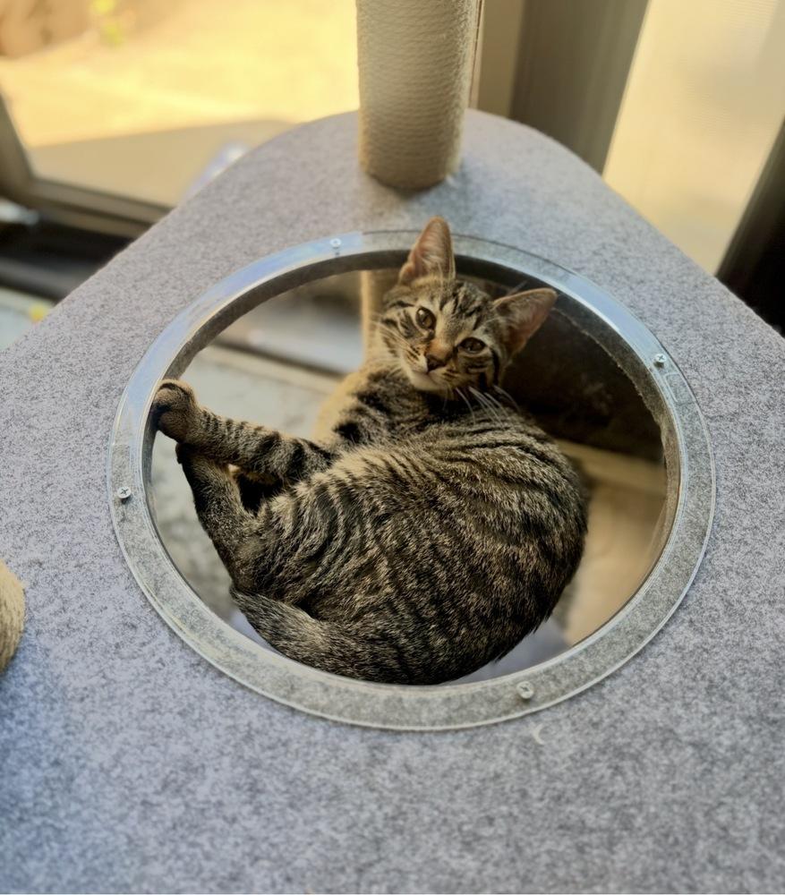 Enlarge Lola, a Adoptable mixed breed in Lincoln Park, MI image 3/3