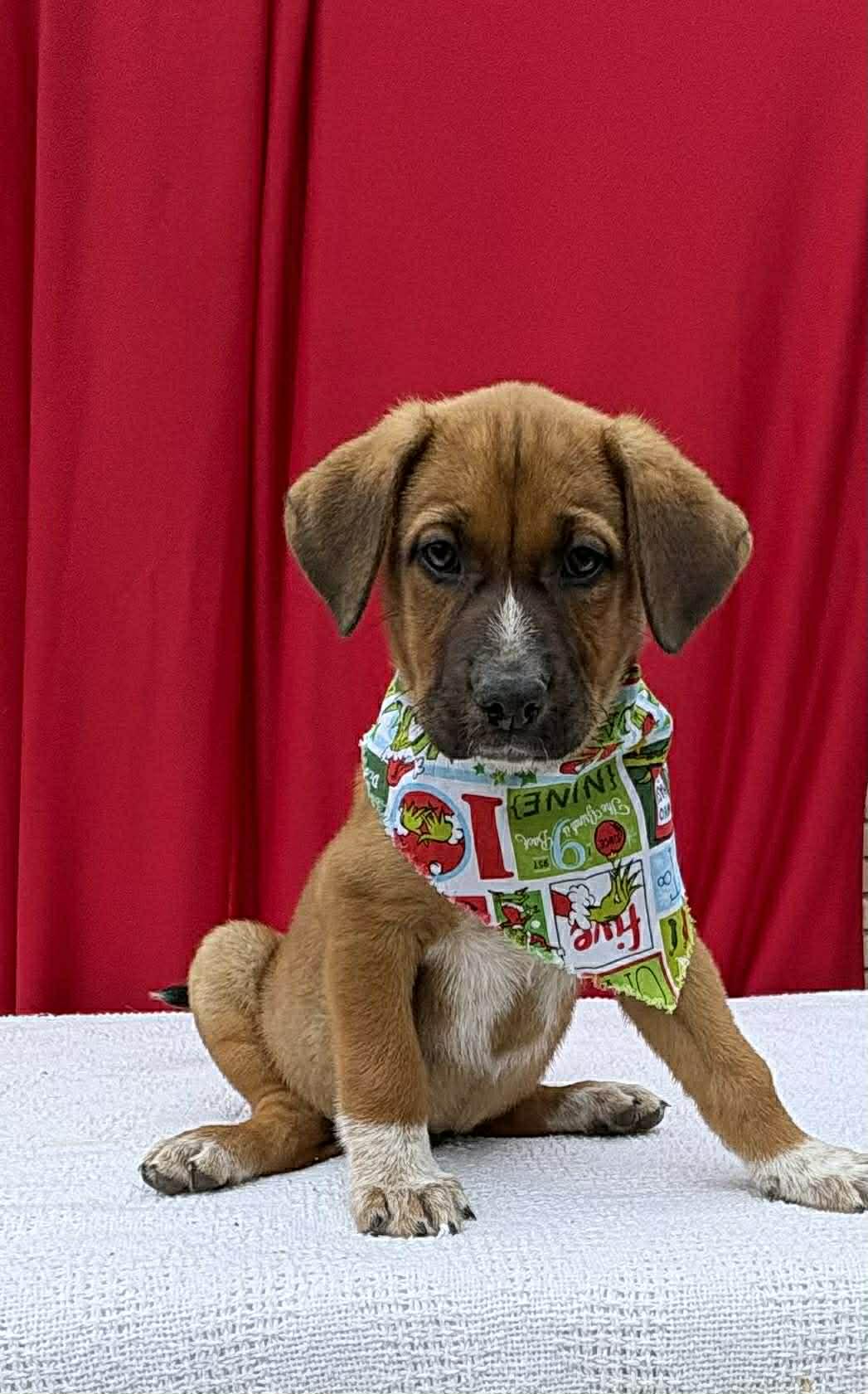 Ali, a ADOPTABLE mixed breed in Annandale, VA image 2/4