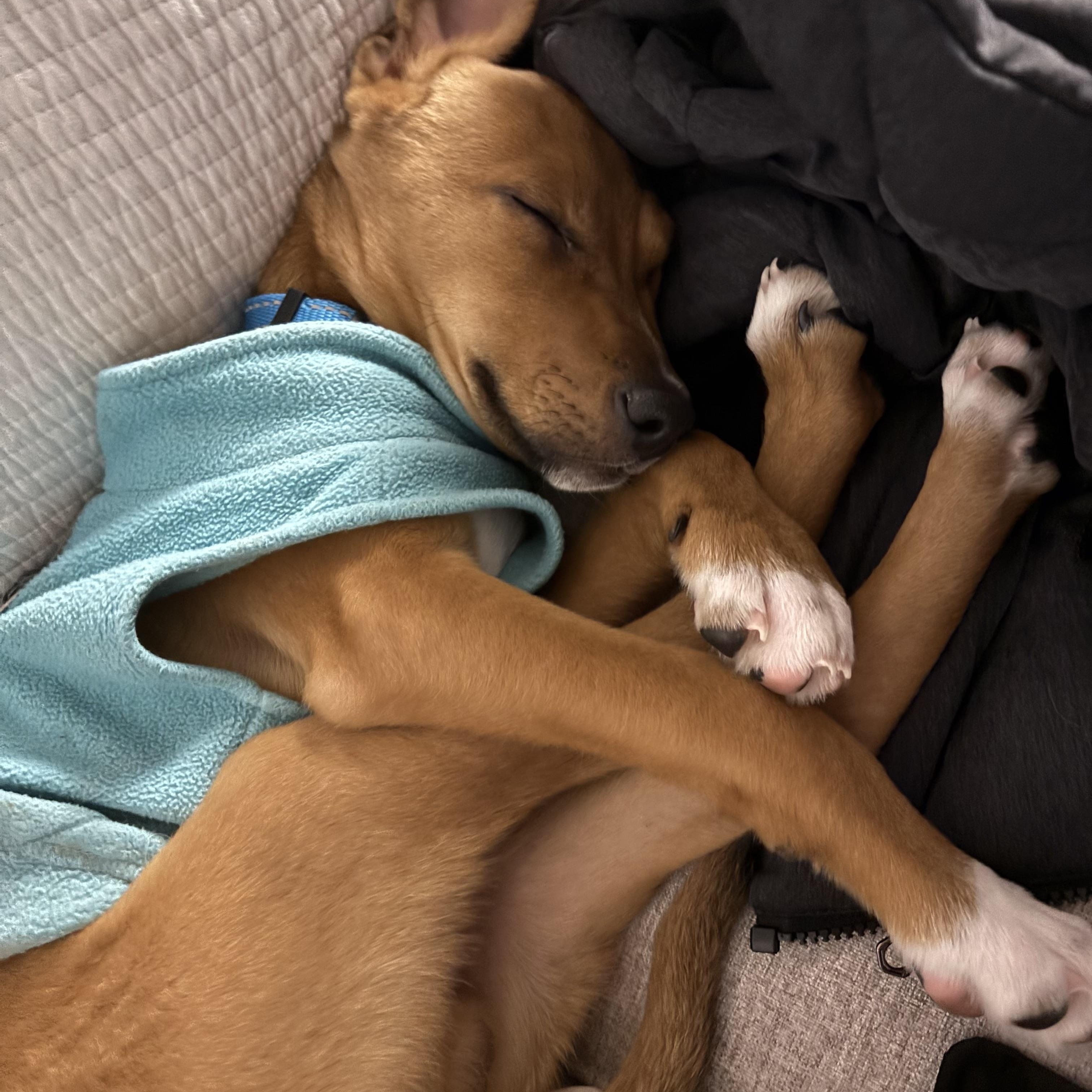 Milo, a ADOPTABLE mixed breed in Annandale, VA image 2/5