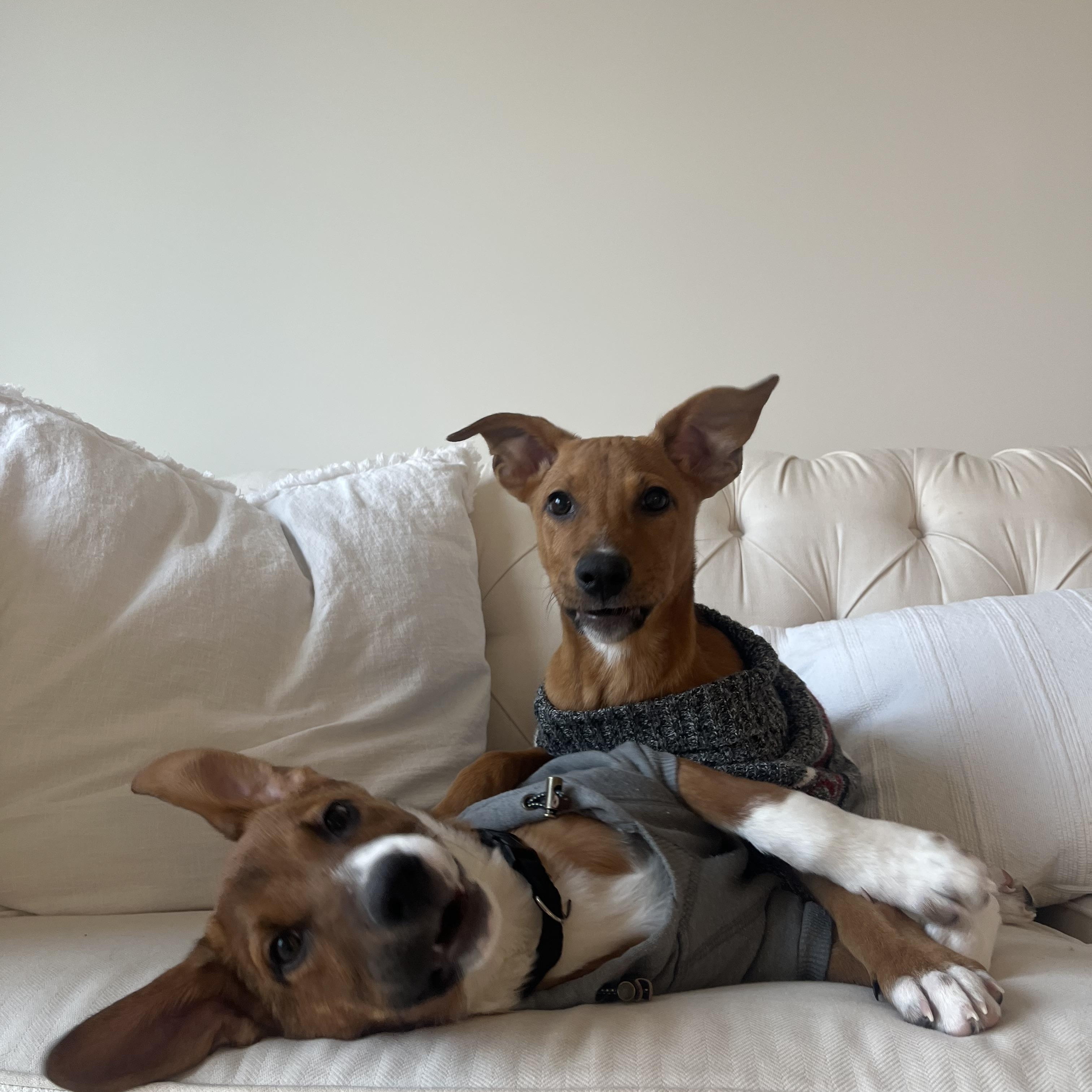 Milo, a ADOPTABLE mixed breed in Annandale, VA image 4/5