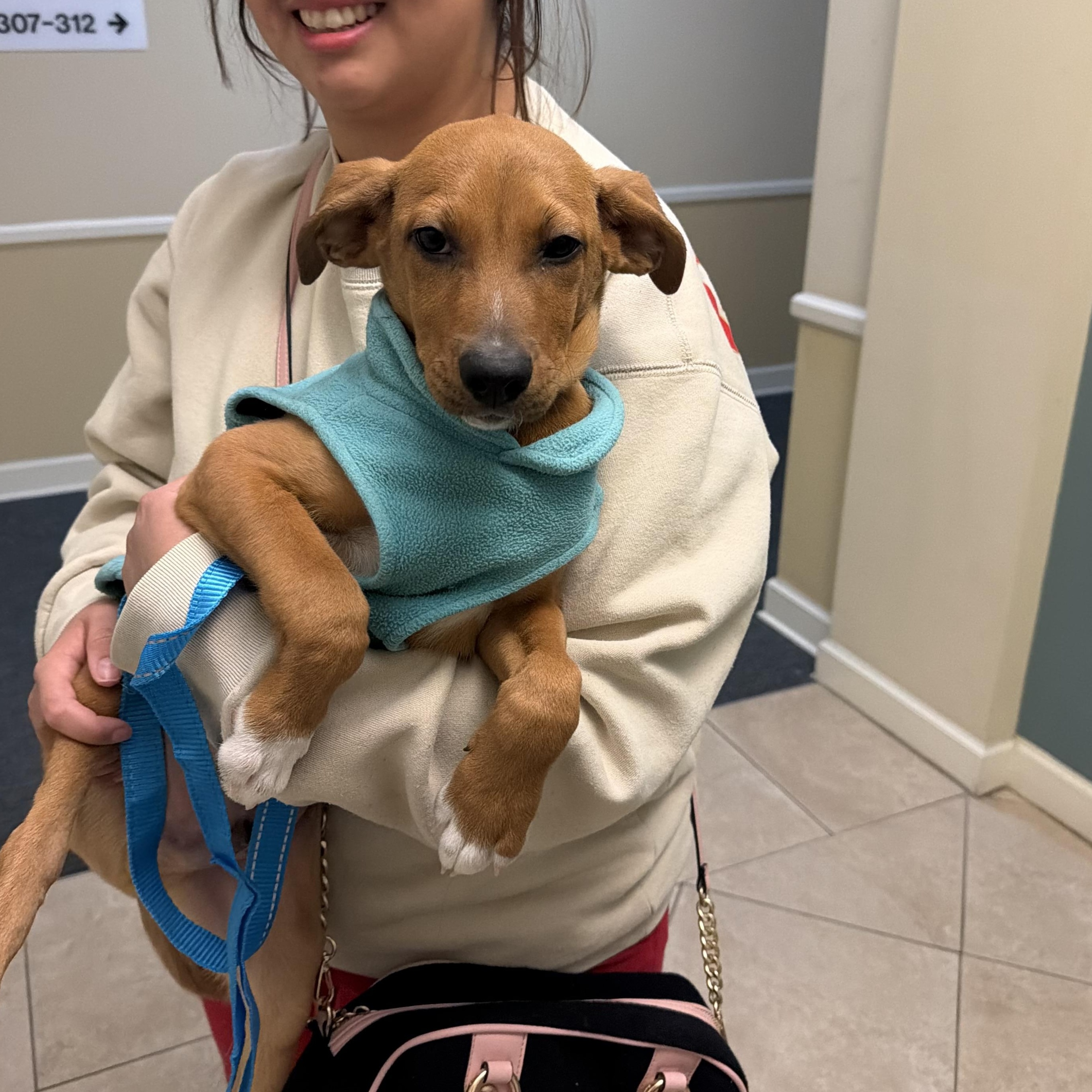 Milo, a ADOPTABLE mixed breed in Annandale, VA image 1/5