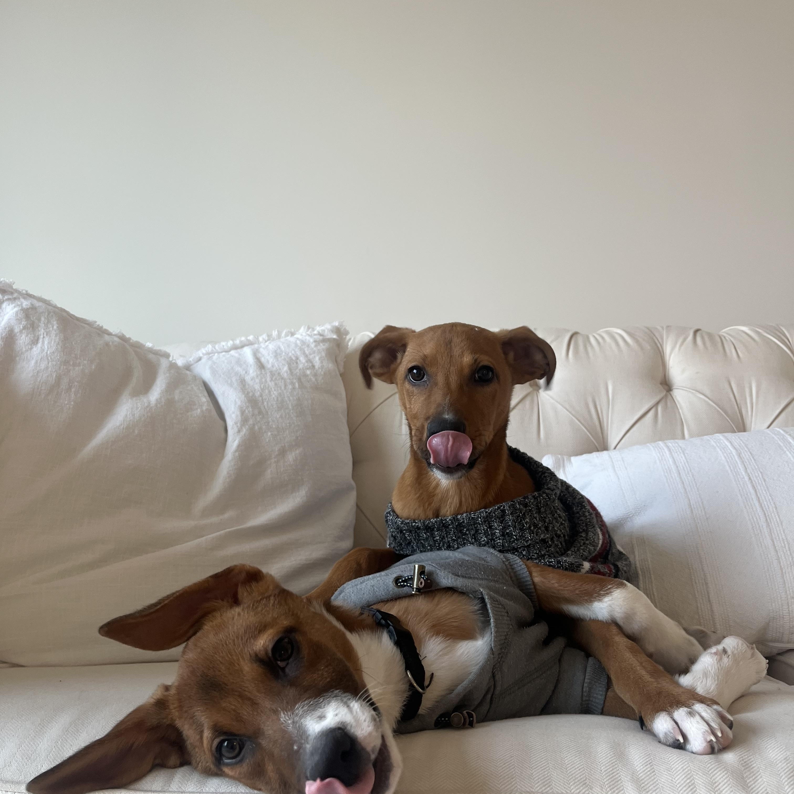 Milo, a ADOPTABLE mixed breed in Annandale, VA image 5/5