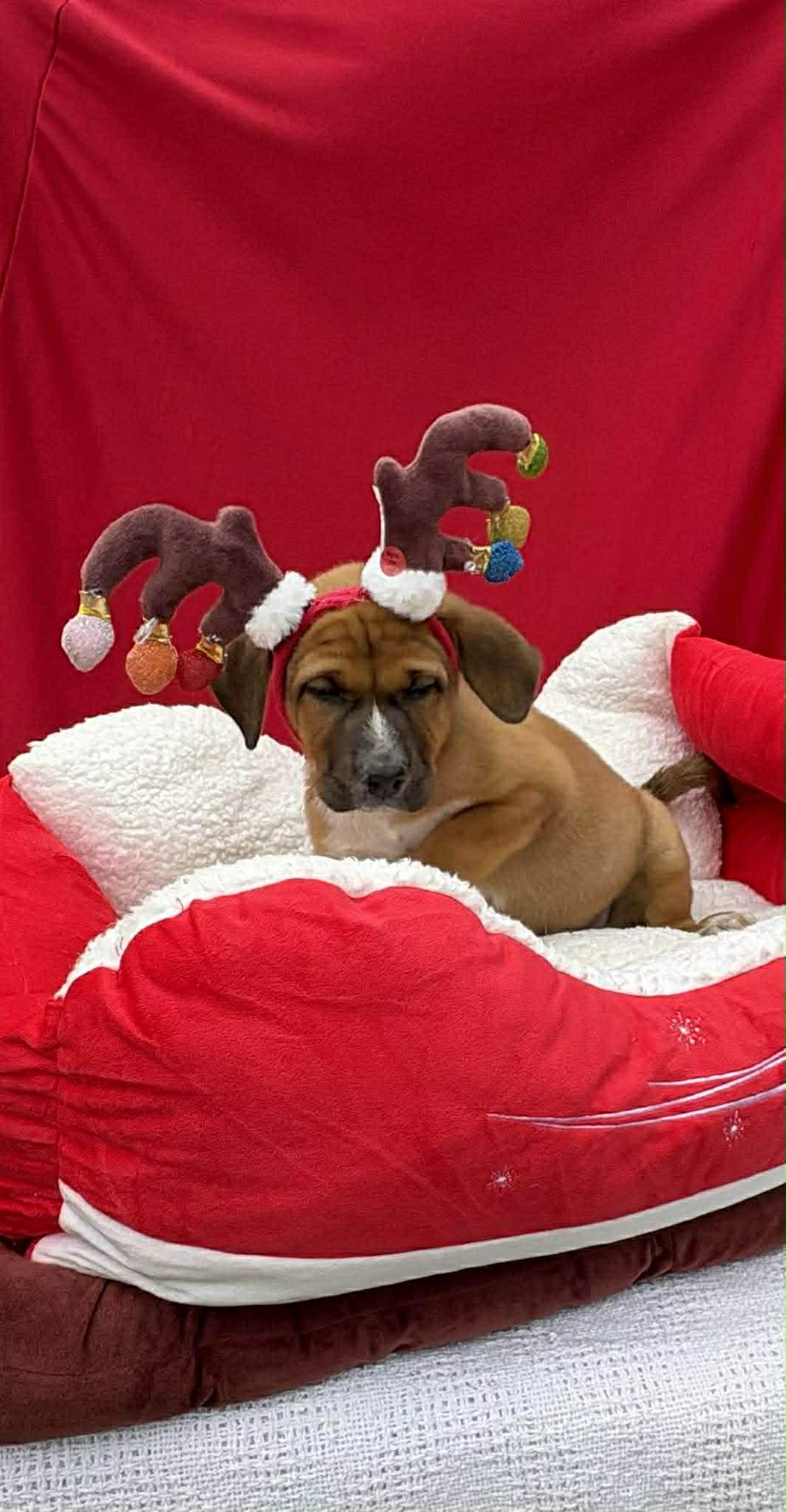 Ali, a ADOPTABLE mixed breed in Annandale, VA image 3/4