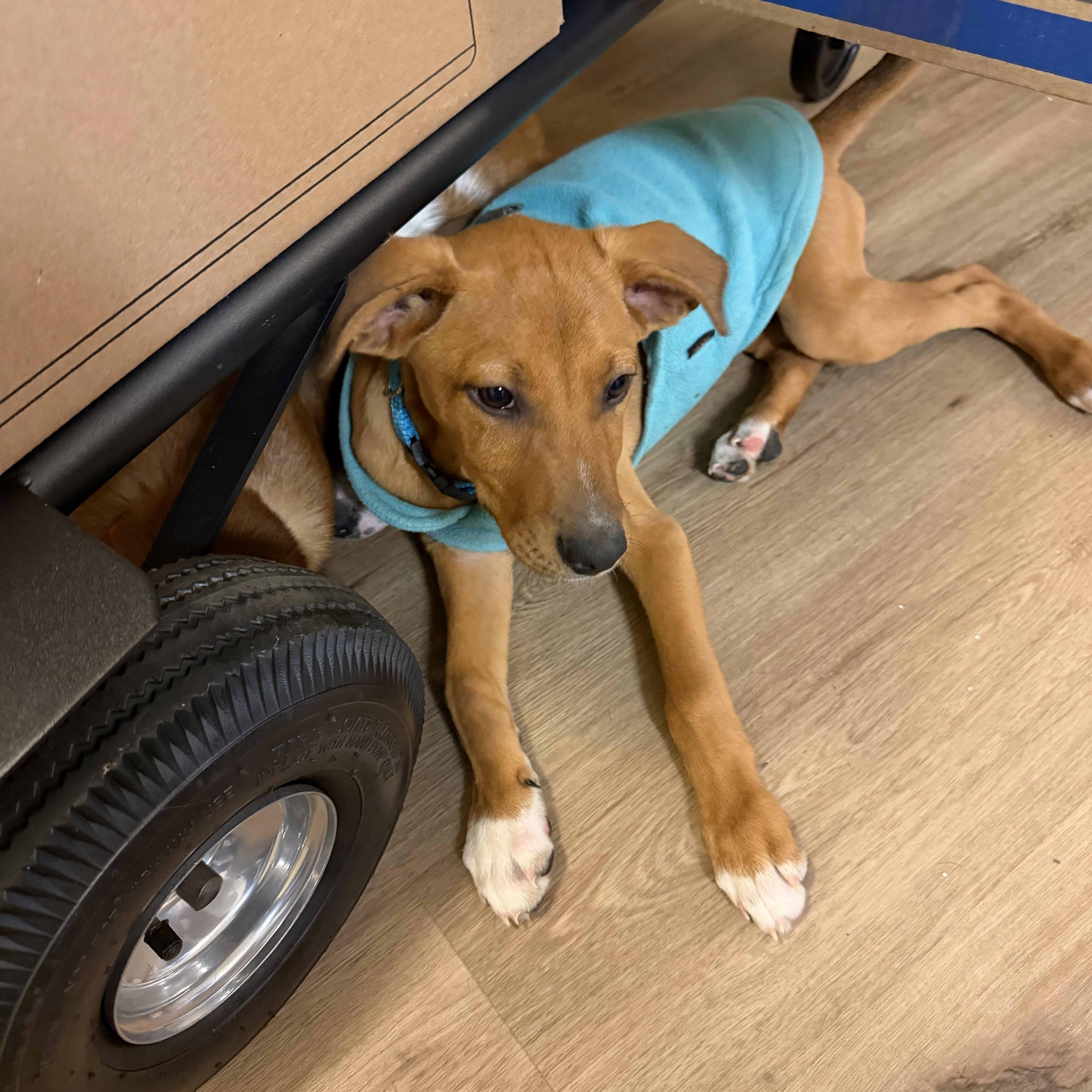 Milo, a ADOPTABLE mixed breed in Annandale, VA image 3/5