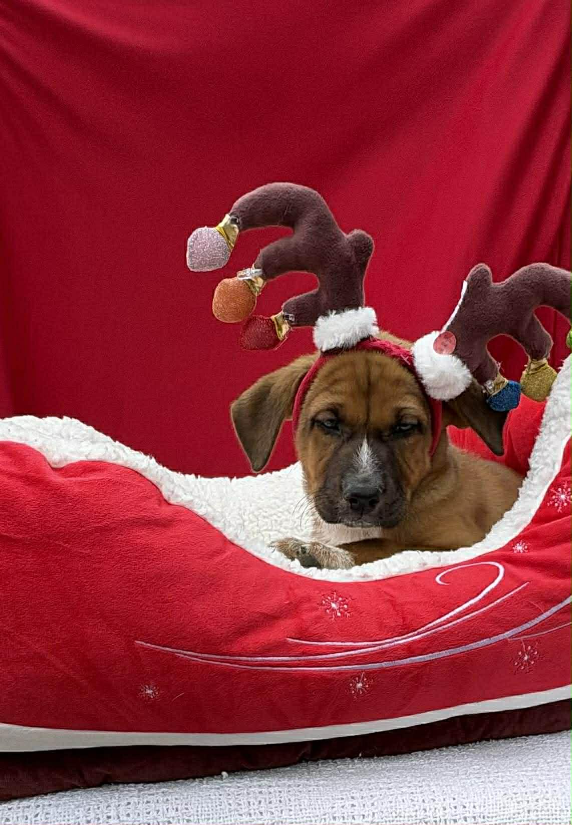 Ali, a ADOPTABLE mixed breed in Annandale, VA image 4/4