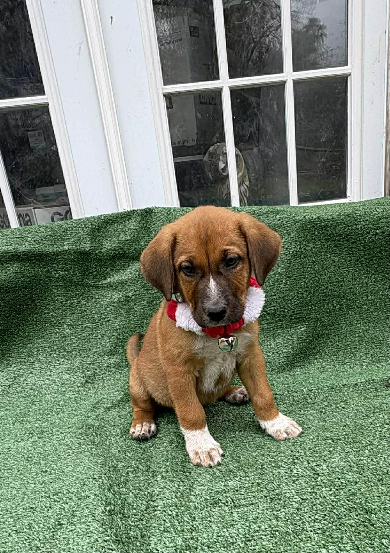 Ali, ADOPTABLE, Puppy Male Boxer.