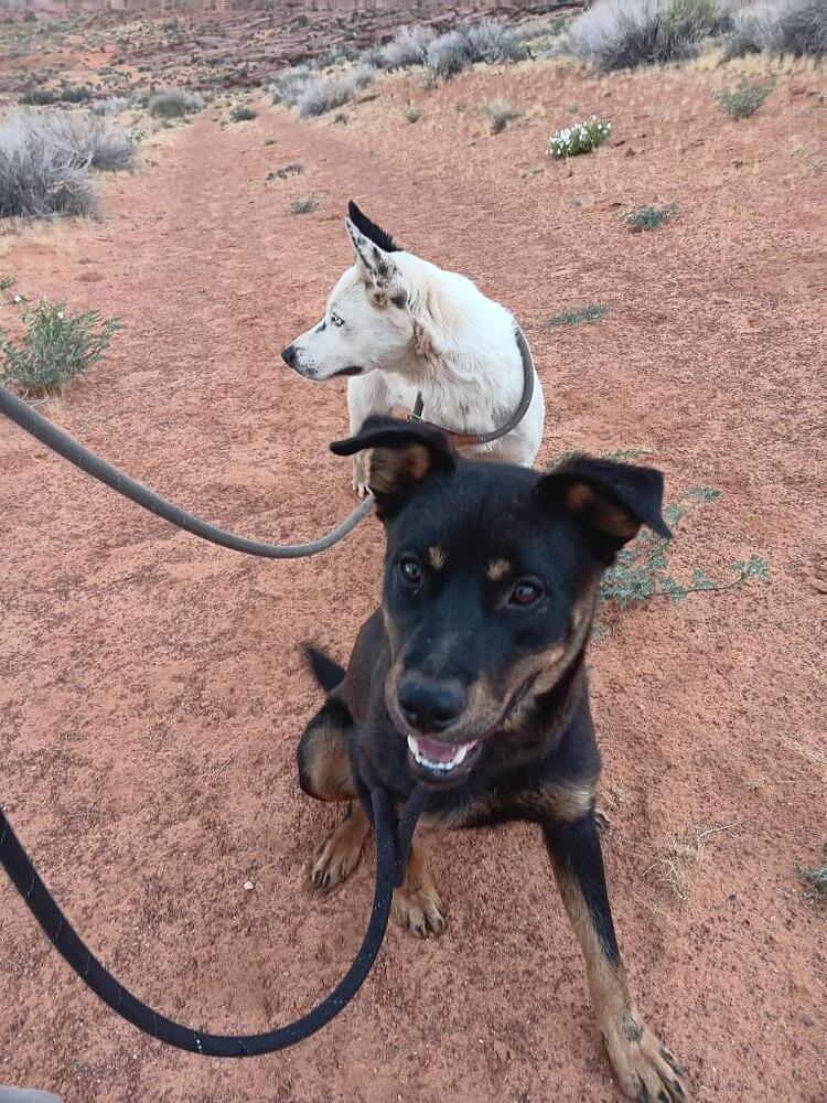 Enlarge Poe, a Adoptable mixed breed in Page, AZ image 1/2