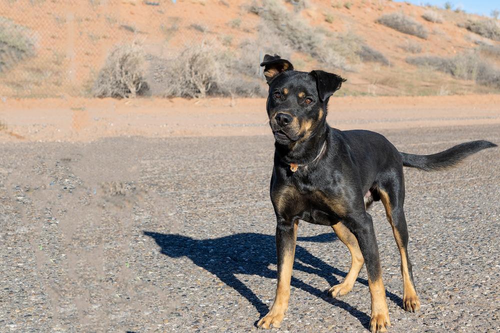 Enlarge Poe, a Adoptable mixed breed in Page, AZ image 2/2