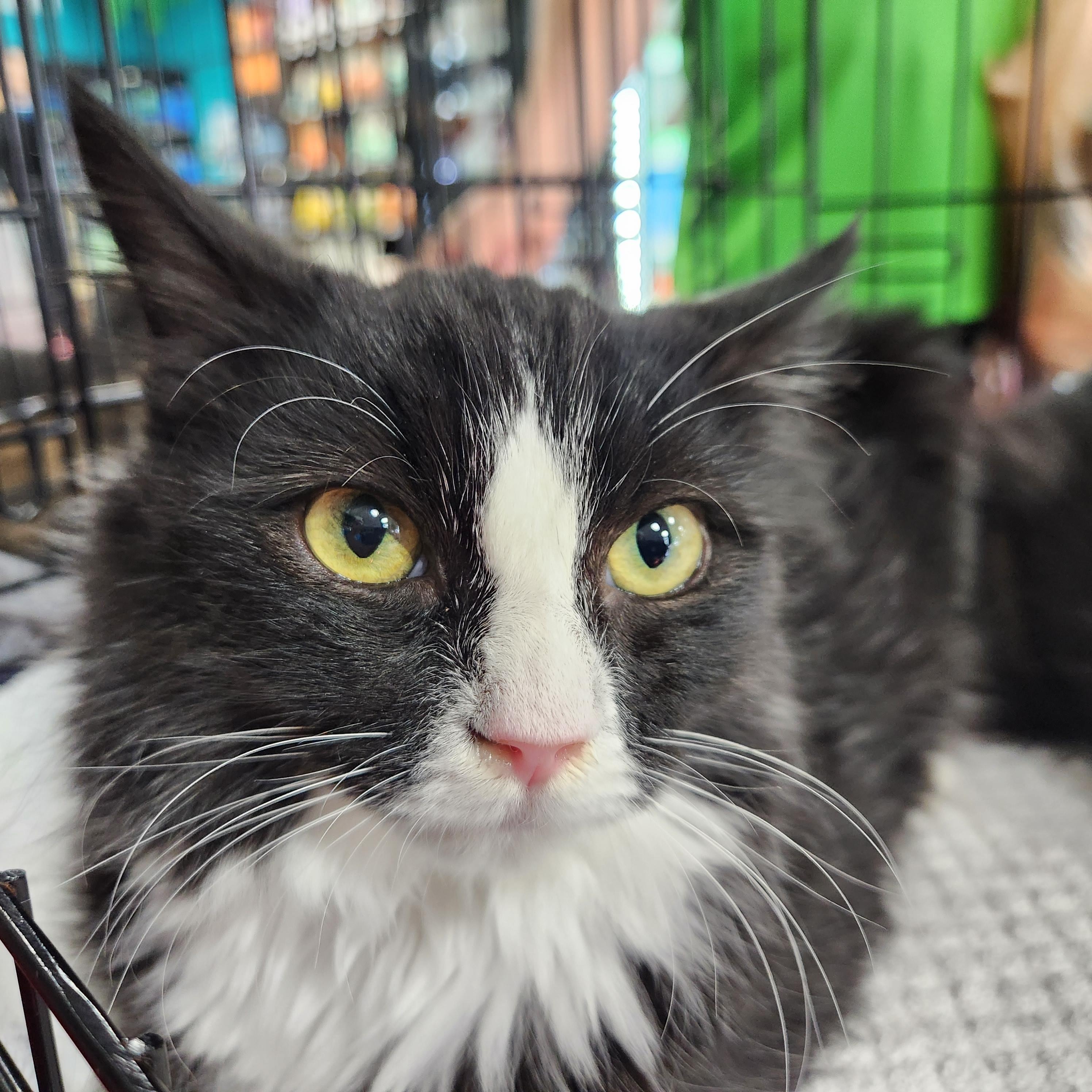 Enlarge Paulie, a Adoptable Tuxedo in Duluth, GA image 1/4