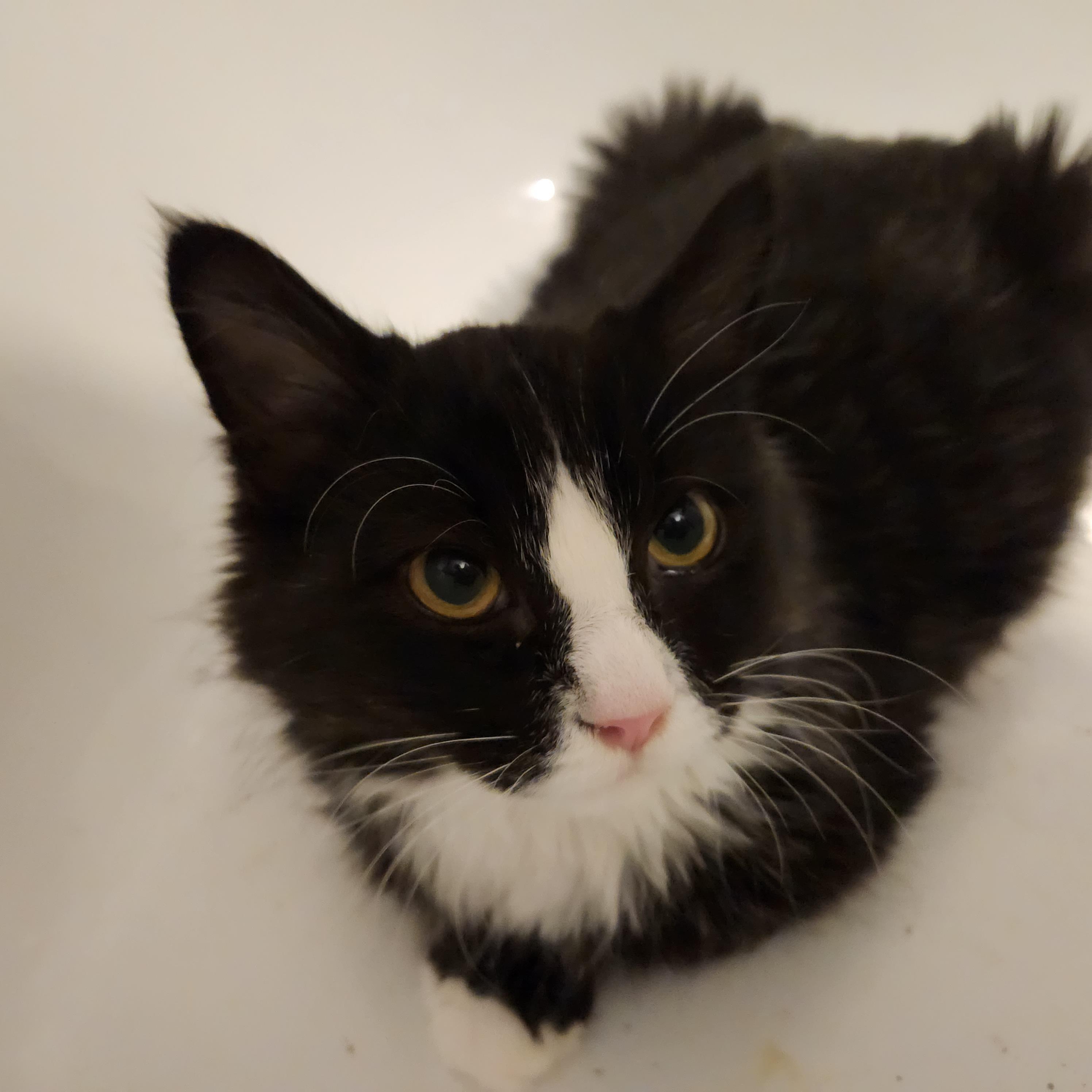 Enlarge Paulie, a Adoptable Tuxedo in Duluth, GA image 2/4