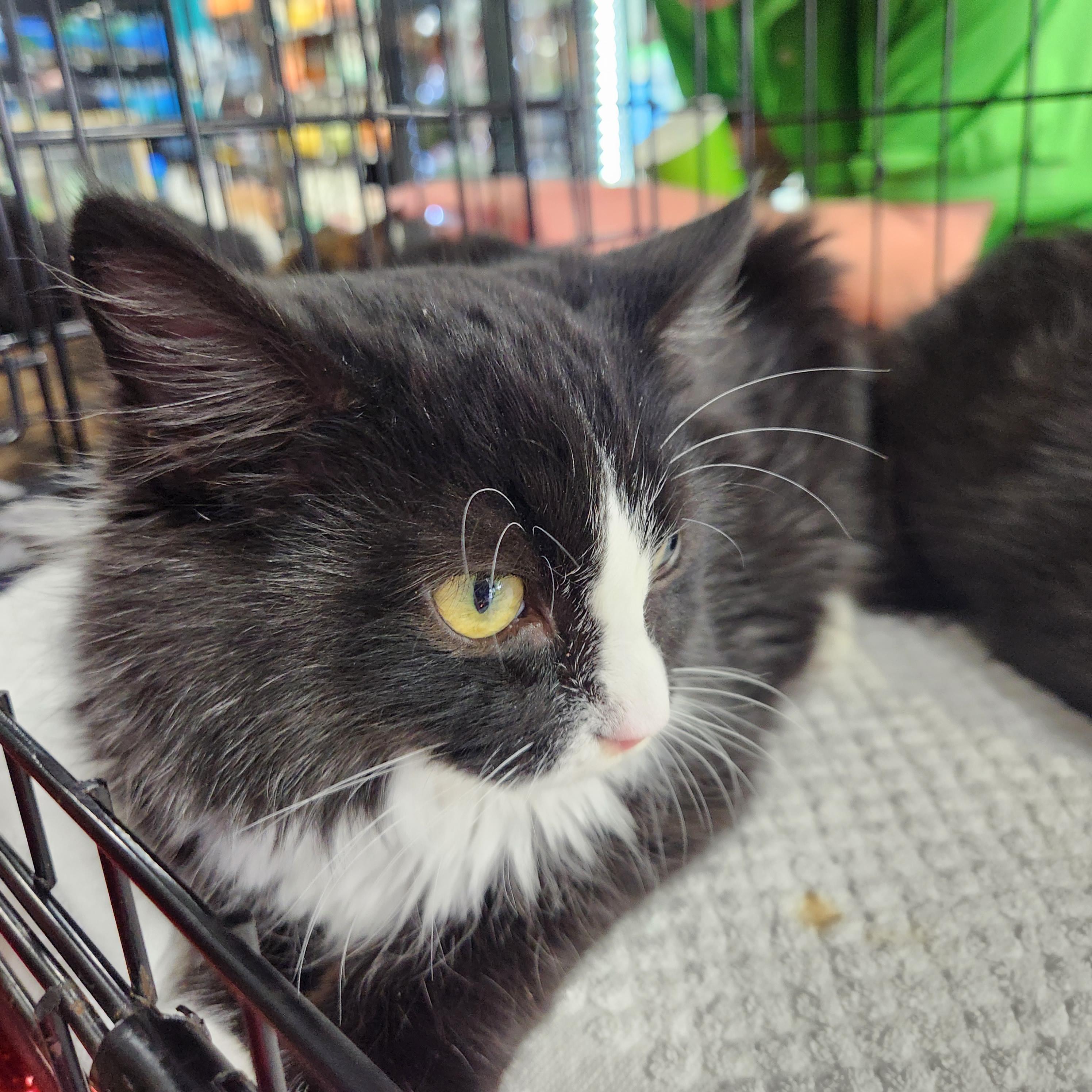 Enlarge Paulie, a Adoptable Tuxedo in Duluth, GA image 3/4