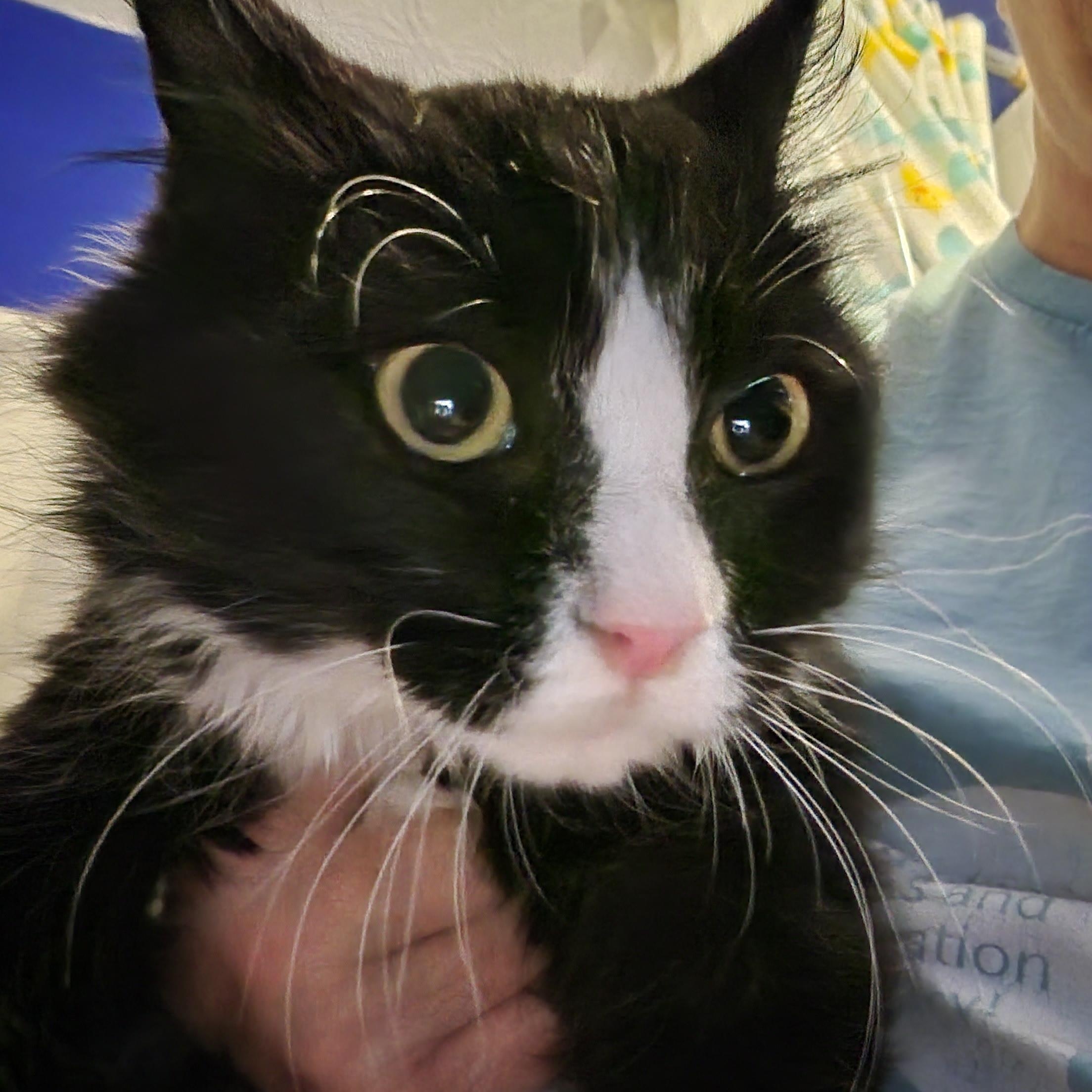 Enlarge Paulie, a Adoptable Tuxedo in Duluth, GA image 4/4