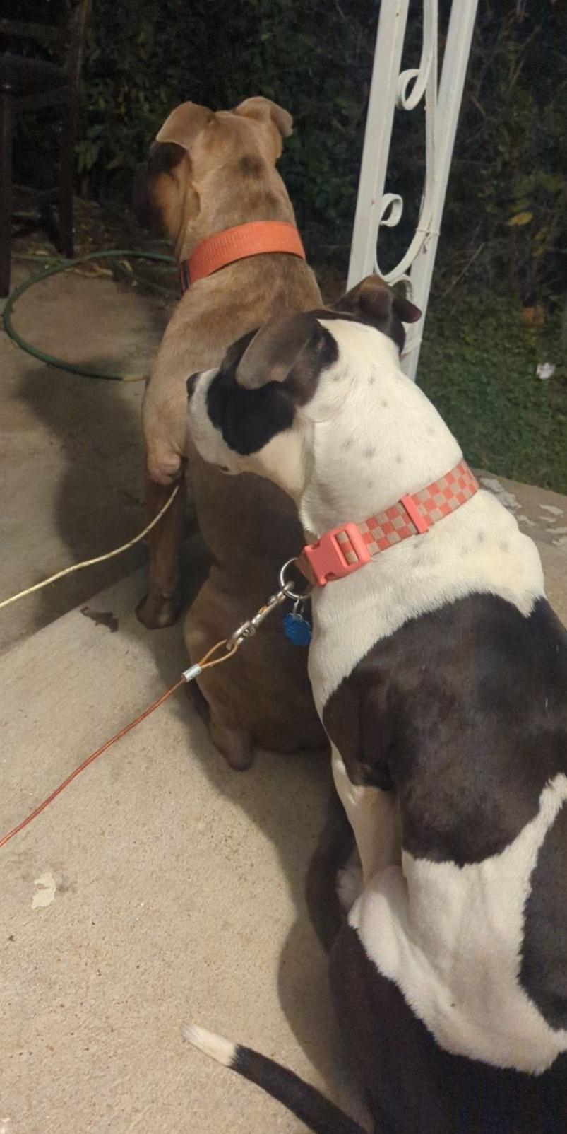 Enlarge Fairy, a Adopted mixed breed in Cleveland, OH image 4/5