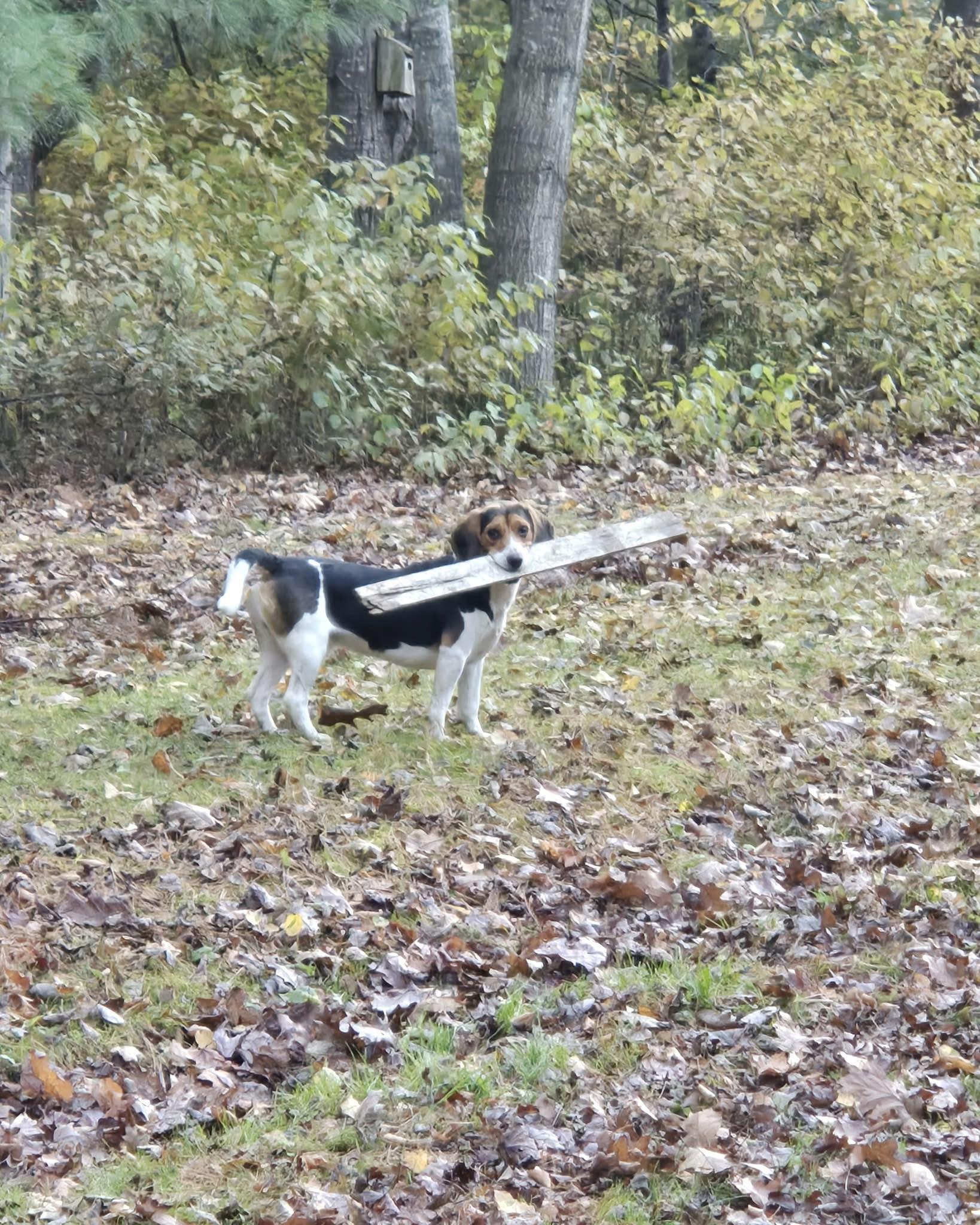 Enlarge Remington, a Adoptable Beagle in Friendship, NY image 6/6