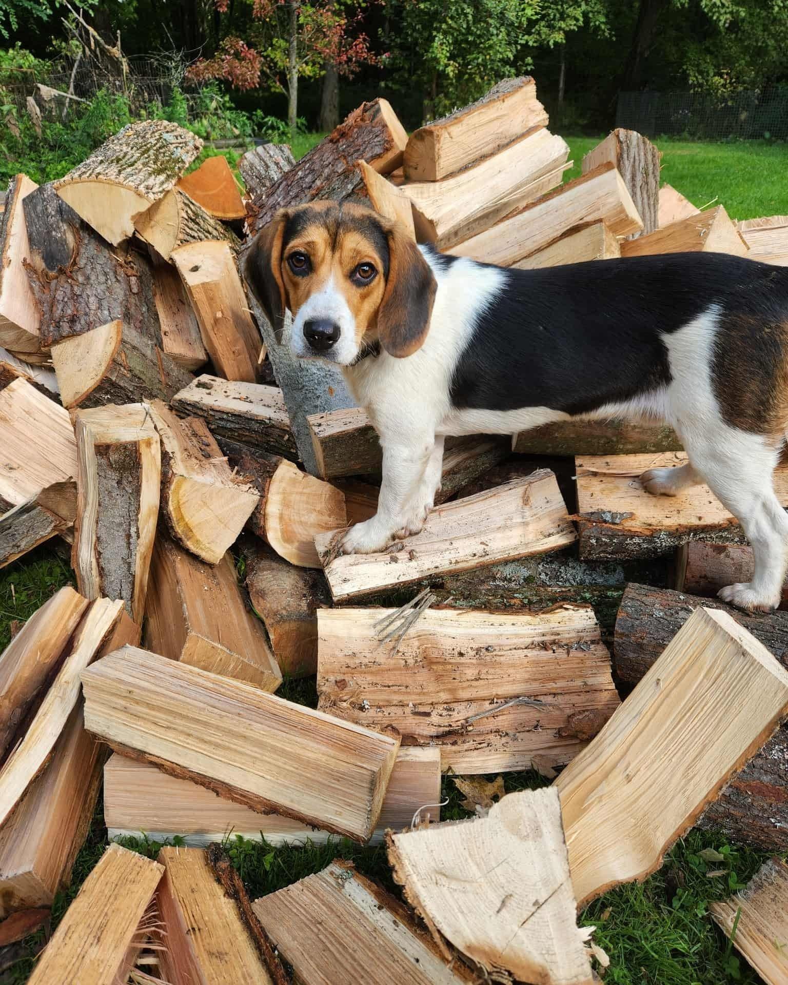 Enlarge Remington, a Adoptable Beagle in Friendship, NY image 1/6