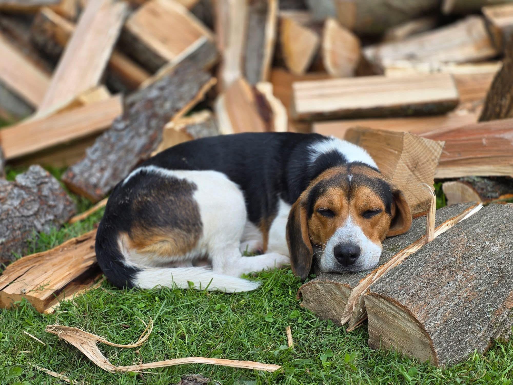 Enlarge Remington, a Adoptable Beagle in Friendship, NY image 3/6