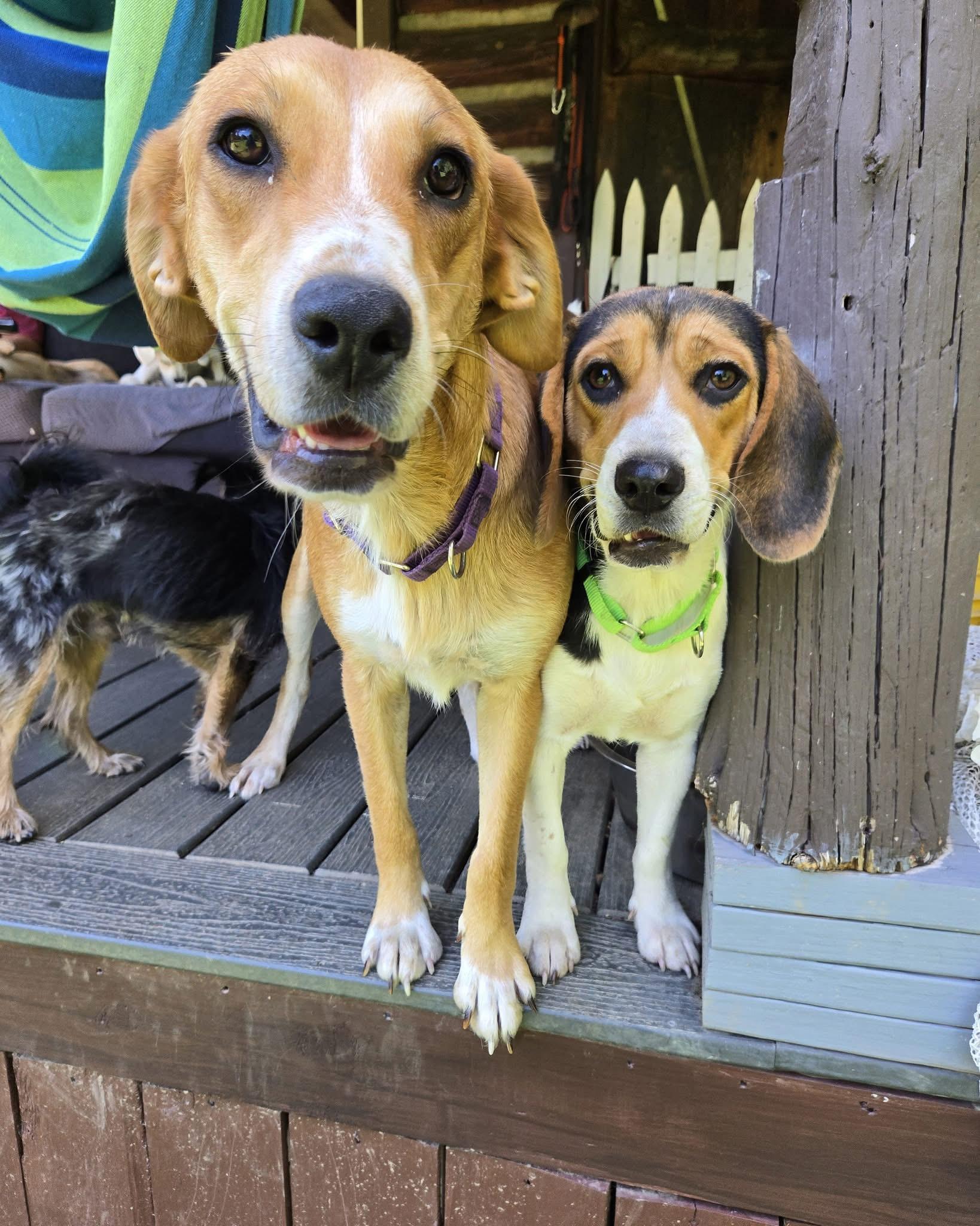 Enlarge Remington, a Adoptable Beagle in Friendship, NY image 2/6