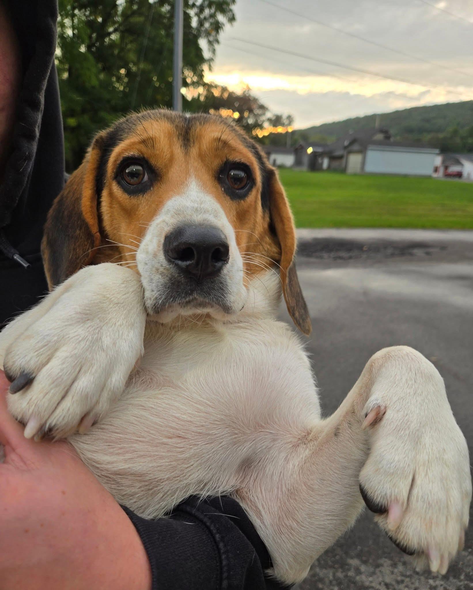 Enlarge Remington, a Adoptable Beagle in Friendship, NY image 4/6