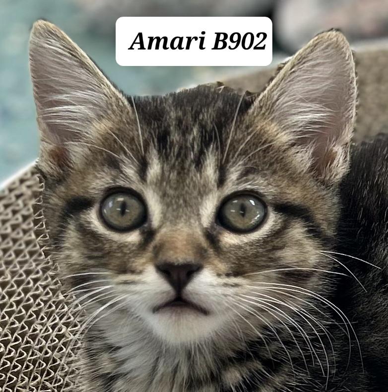 Amari, ADOPTABLE, Kitten Male Domestic Medium Hair.