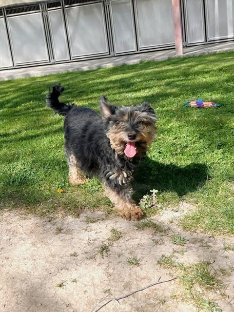 CUBBIE, Adoptable, Adult Male Yorkshire Terrier & Mixed Breed.