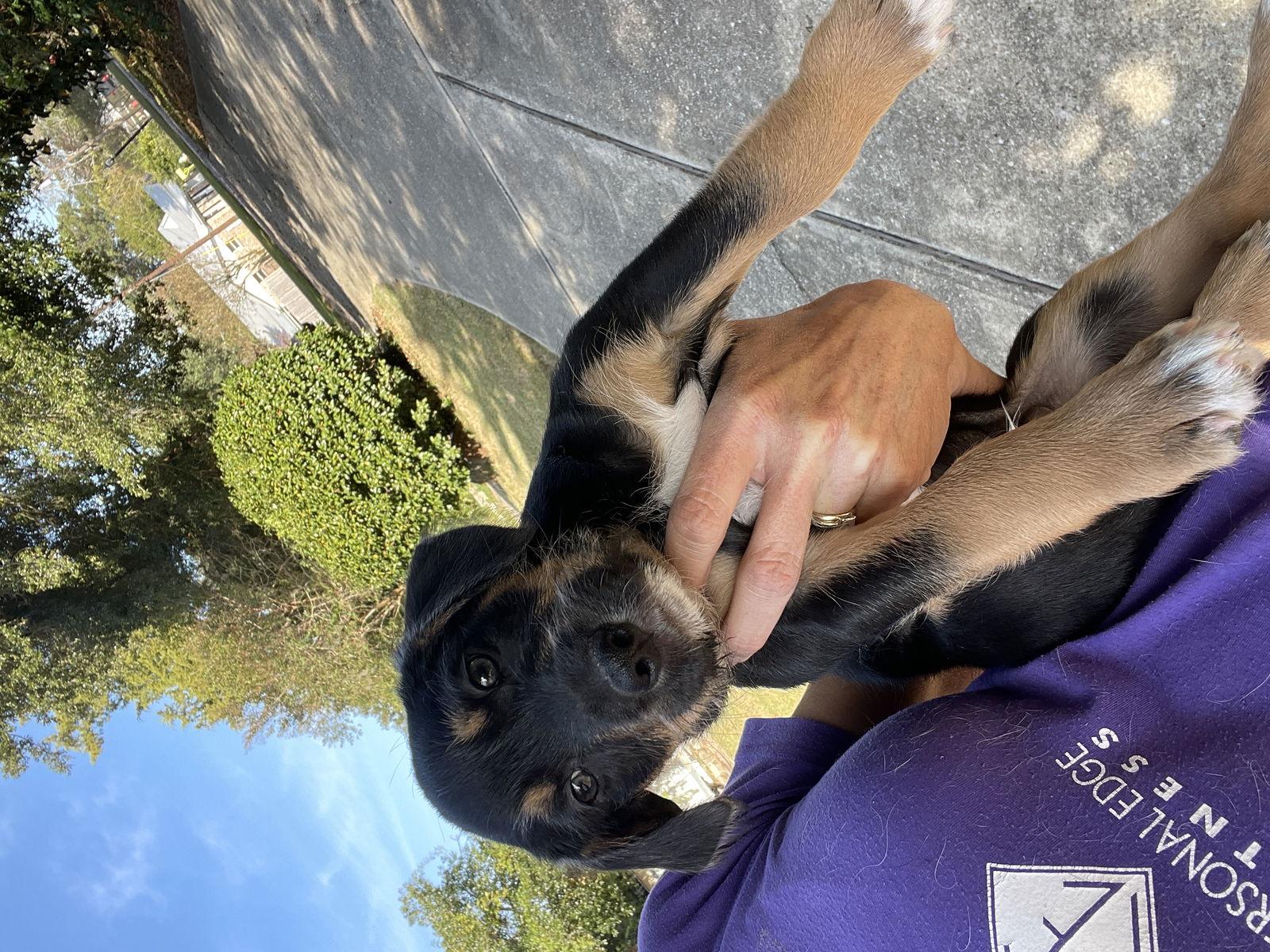 Fettuccine, Adoptable, Puppy Male Mixed Breed.