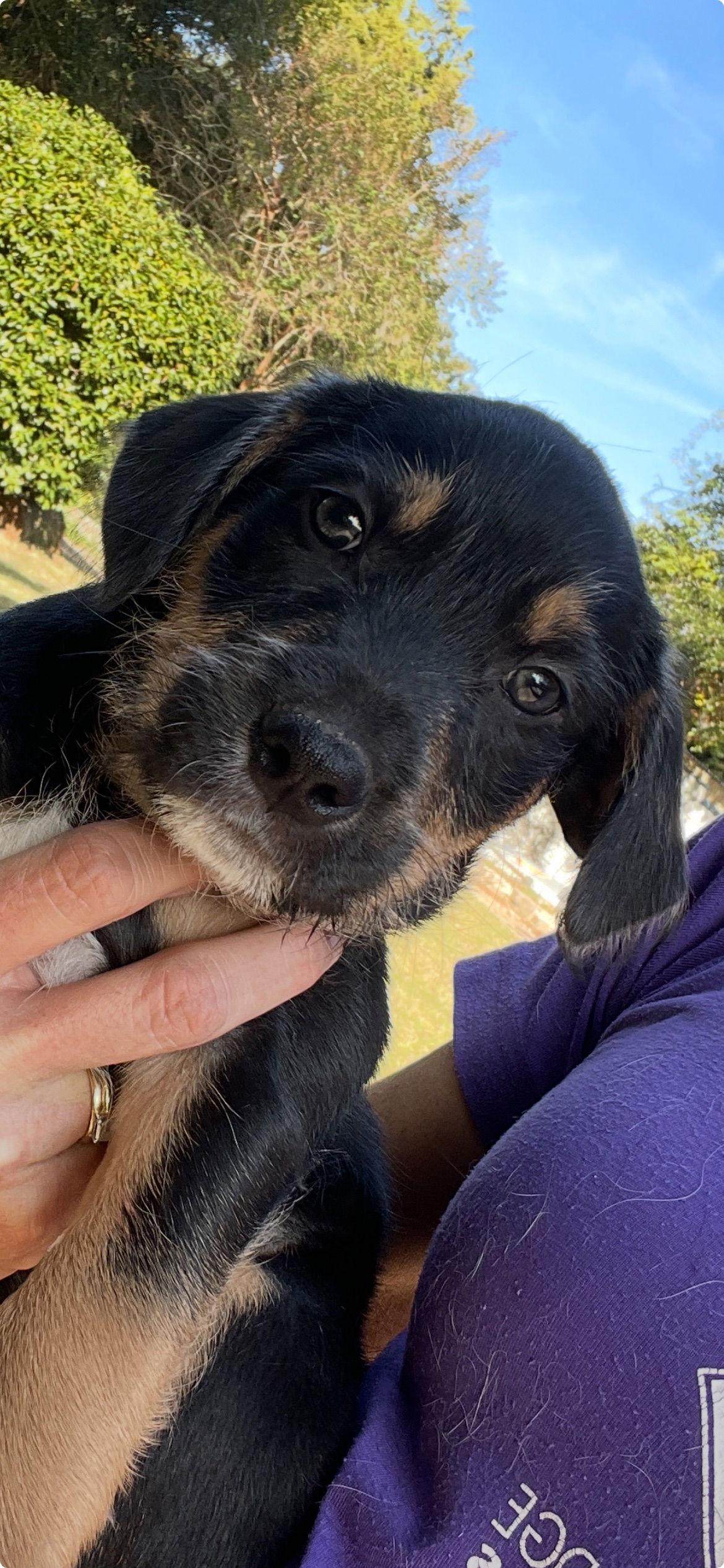 Enlarge Fettuccine, a Adoptable Mixed Breed in Mobile, AL image 2/2