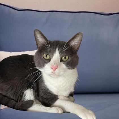 Enlarge Clyde, a Adoptable mixed breed in Bartlesville, OK image 1/2