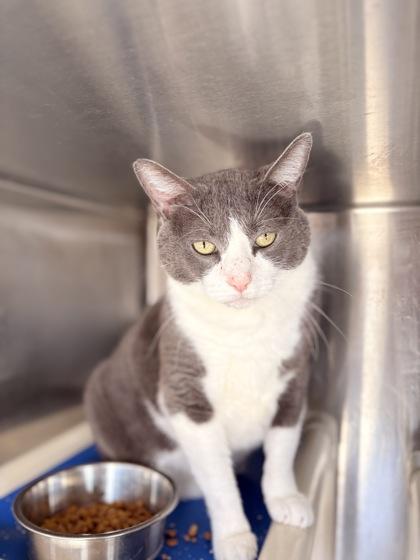 Enlarge Clyde, a Adoptable mixed breed in Bartlesville, OK image 2/2