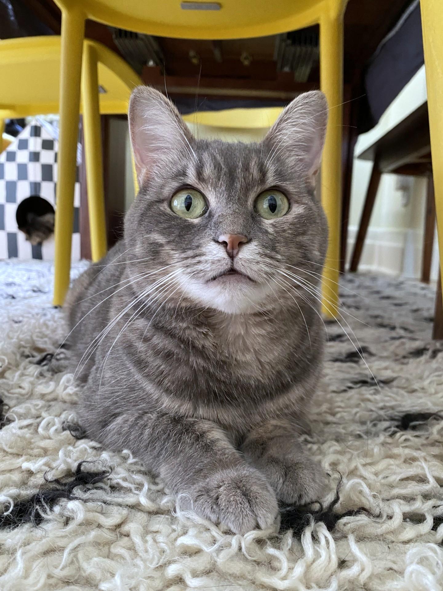 Cece Peniston, Adoptable, Adult Female Tabby.