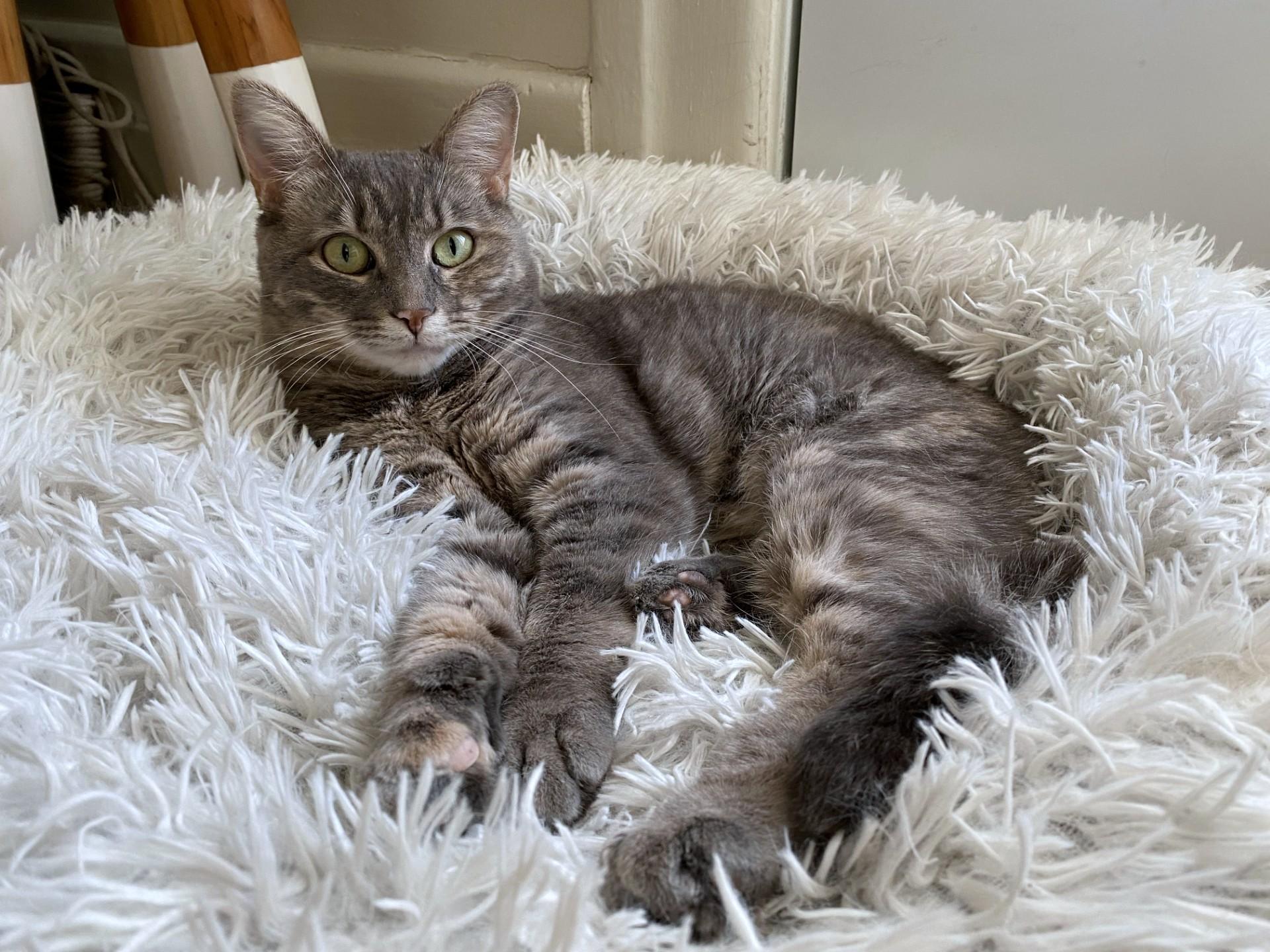 Cece Peniston, a Adoptable Tabby in Verdun, QC image 2/2