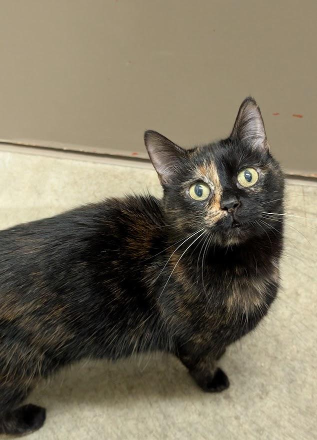 Enlarge Phantom, a ADOPTABLE Tortoiseshell in Coquitlam, BC image 1/2