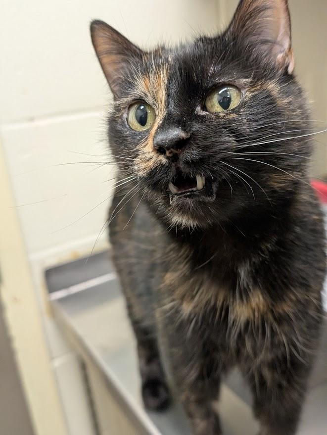 Enlarge Phantom, a ADOPTABLE Tortoiseshell in Coquitlam, BC image 2/2