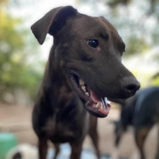 Pony, a Adoptable mixed breed in Burnsville, MN image 2/6