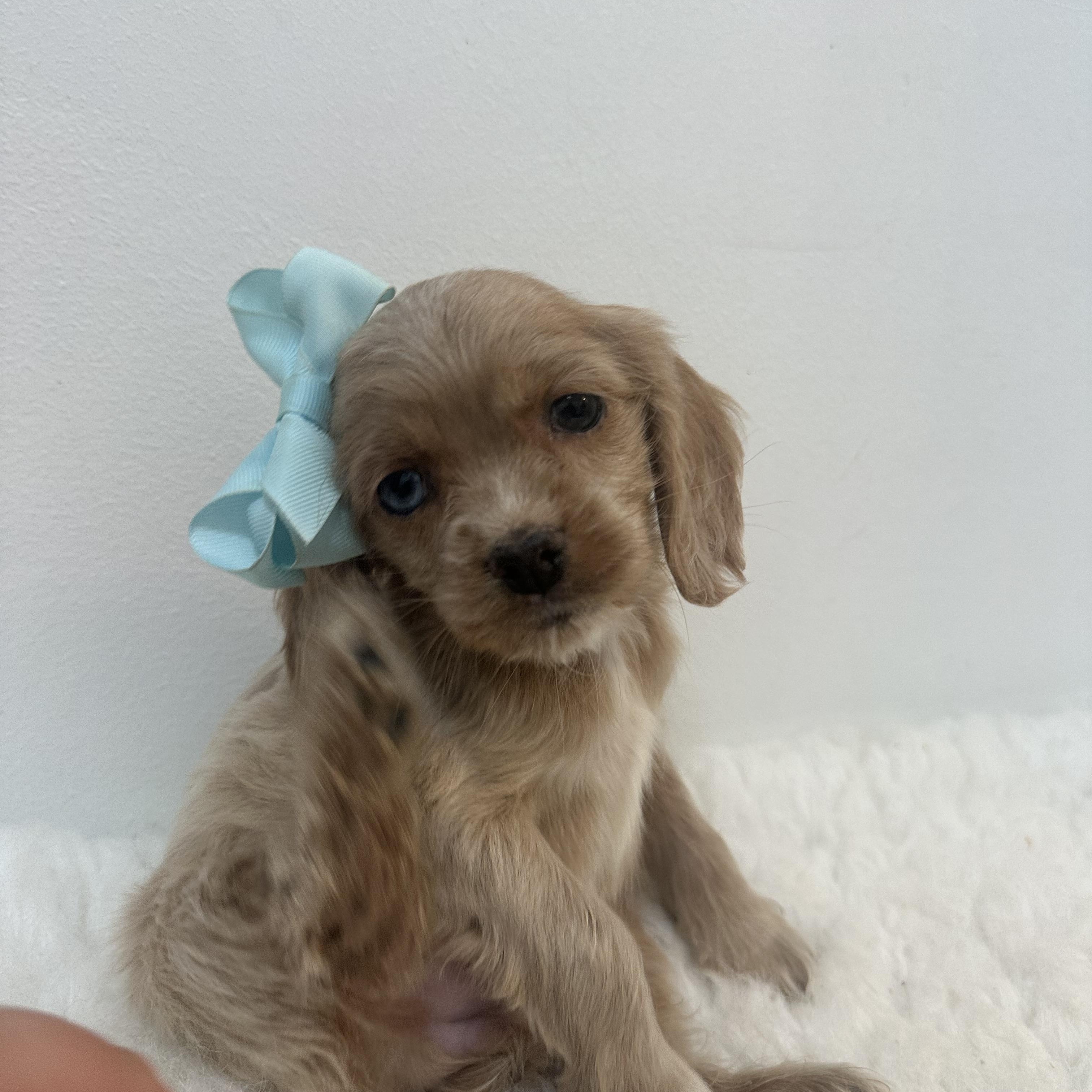 Rosalina thumbnail 4