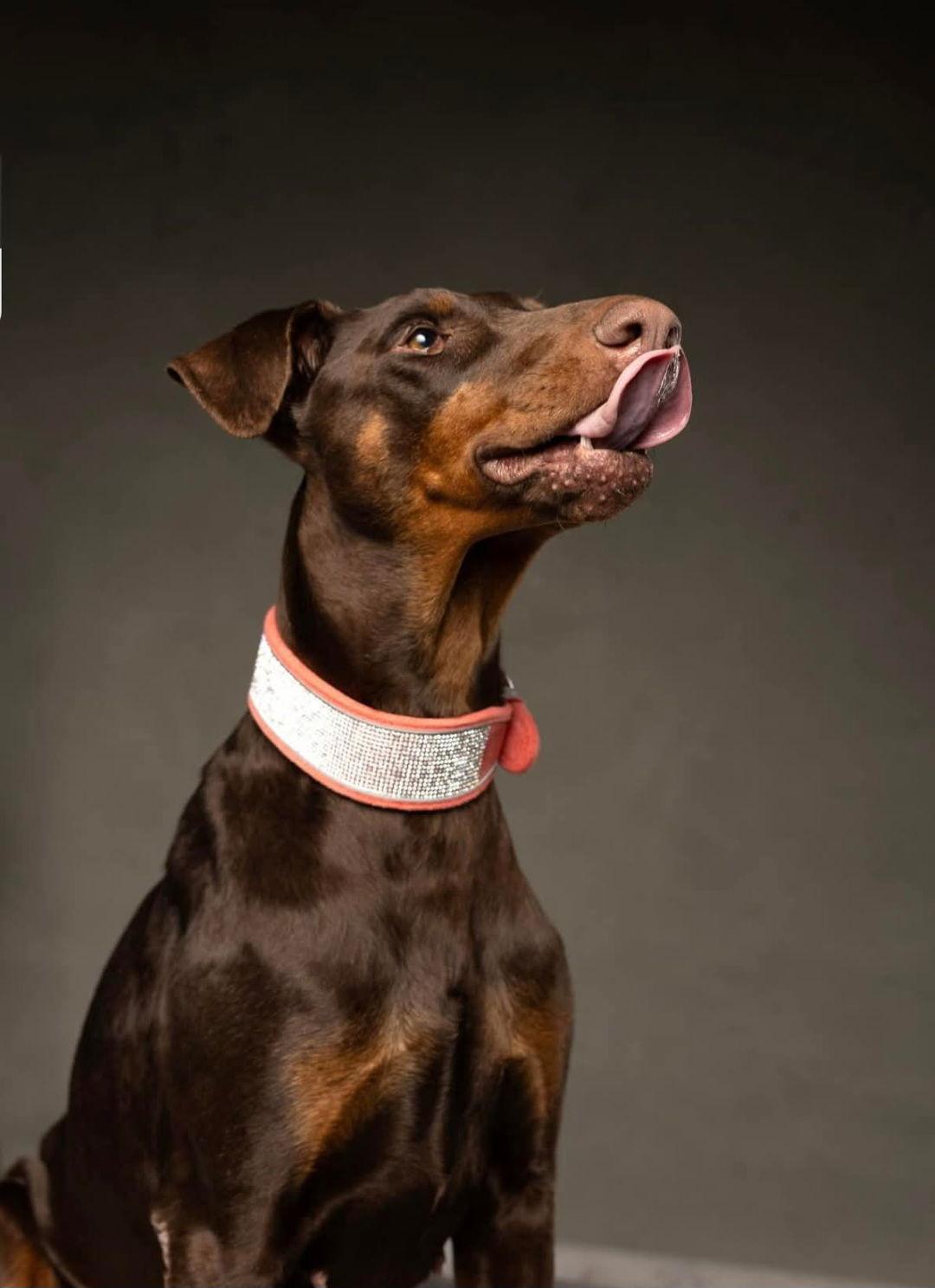 Enlarge Faith, a Adoptable Doberman Pinscher in Buffalo, MN image 1/3